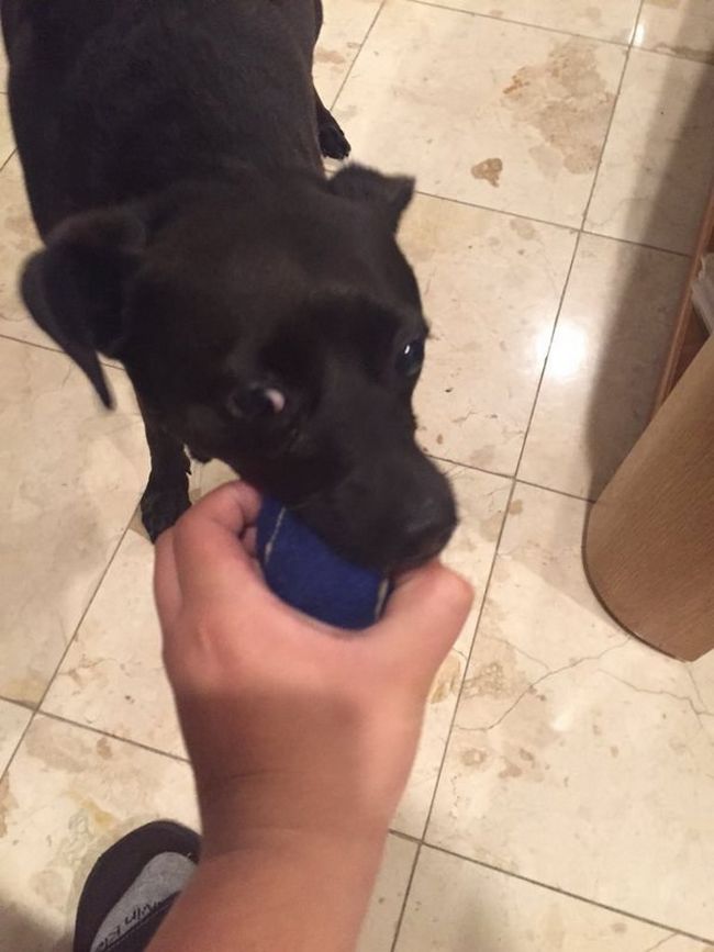 coisas-quem-tem-caes-entende-2