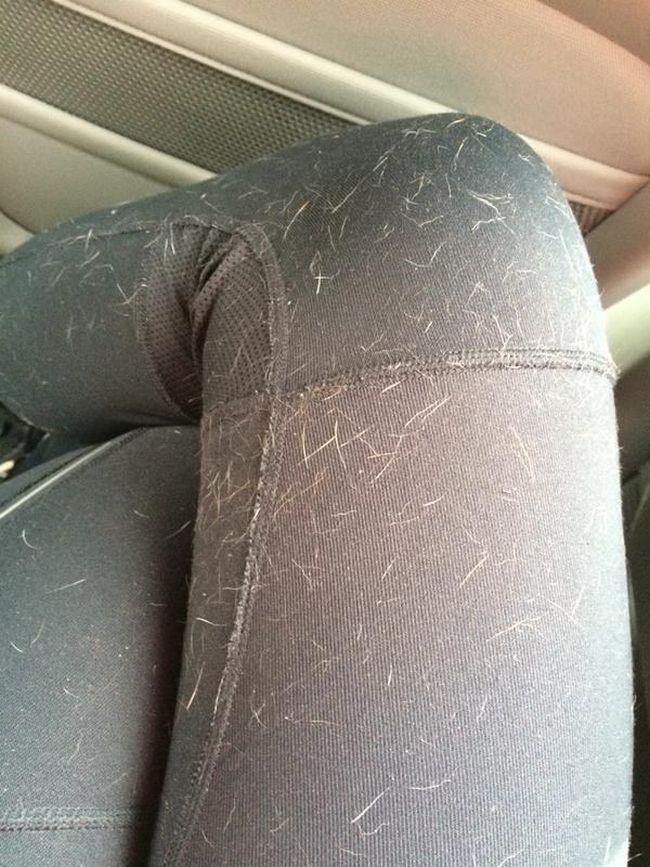 coisas-quem-tem-caes-entende3