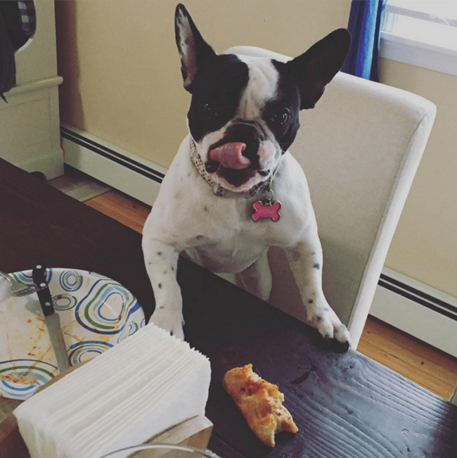 coisas-quem-tem-caes-entende-4