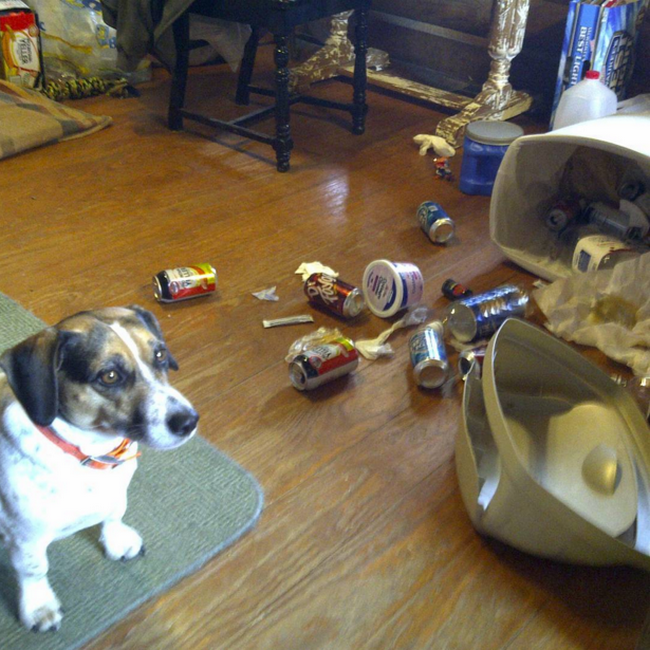 coisas-quem-tem-caes-entende-5