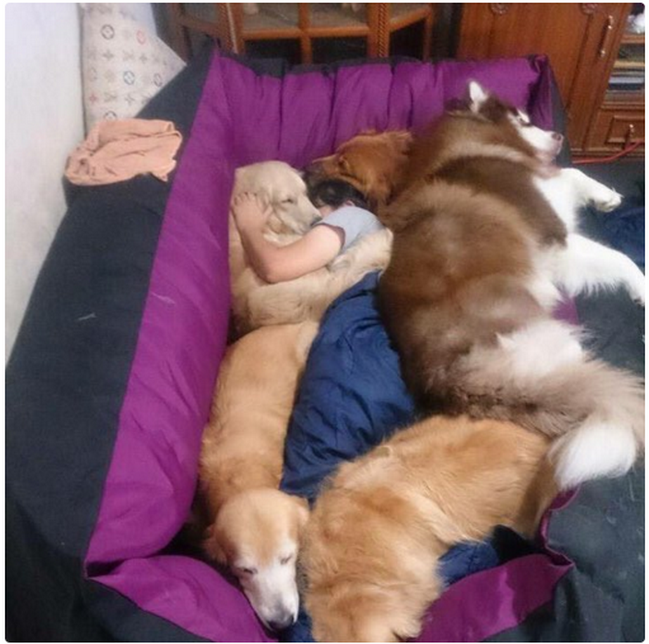 coisas-quem-tem-caes-entende6