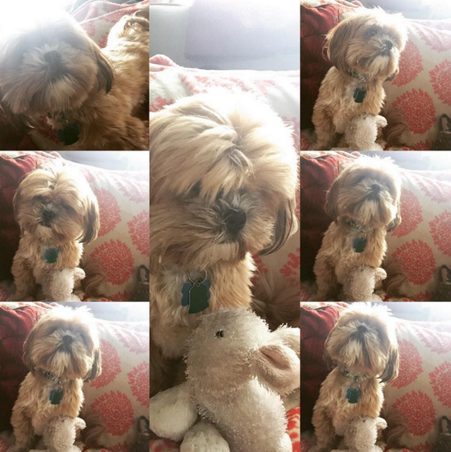 coisas-quem-tem-caes-entende-7