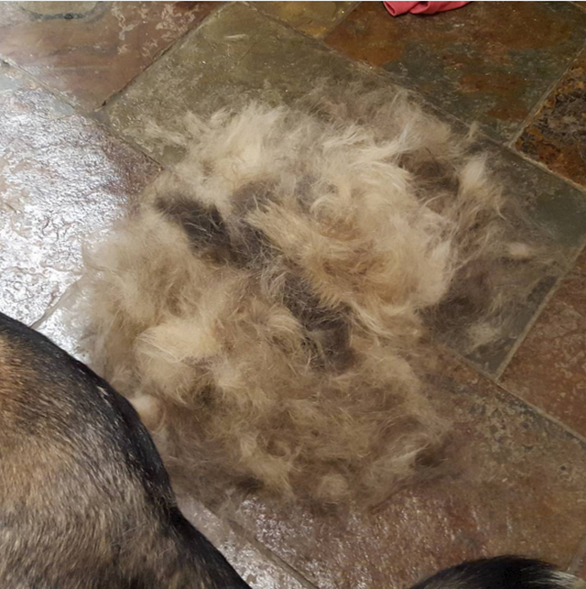 coisas-quem-tem-caes-entende-9