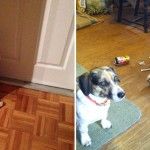 19 Coisas que os donos de cães irão entender bem rapidinho