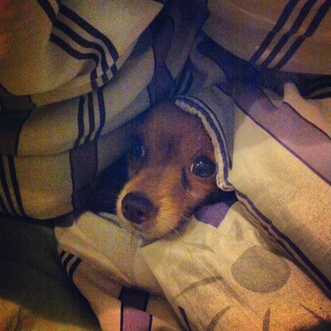 coisas-quem-tem-caes-entende-17