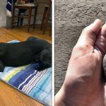 23 Fotos de dogues alemães que provam que eles são tão grandes quanto amáveis