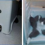 20 Gatos que foram flagrados agindo de forma bizarra e foram parar na internet