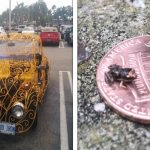 18 Vezes em que as pessoas se depararam com coisas bem peculiares e resolveram compartilhar