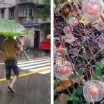 20 Vezes em que as pessoas se depararam com plantas misteriosas e recorreram à internet para desvendá-las