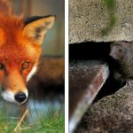 10 Animais que parecem fofinhos e inocentes, mas são realmente perigosos