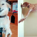 15 Cães que aprontaram e tiraram seus donos do sério