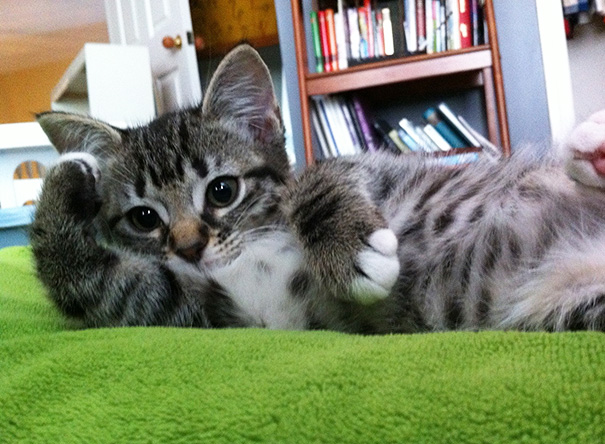 animais-fotogenicos-16