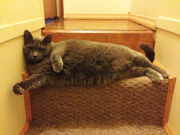 animais-fotogenicos-17