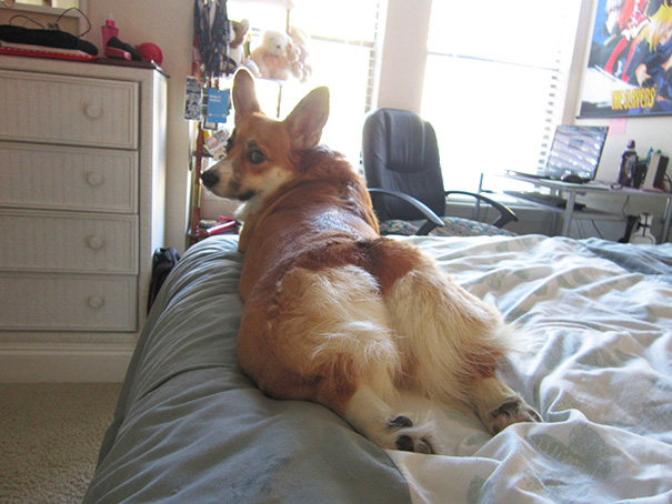 animais-fotogenicos-18