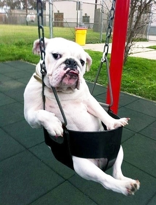 animais-fotogenicos-21