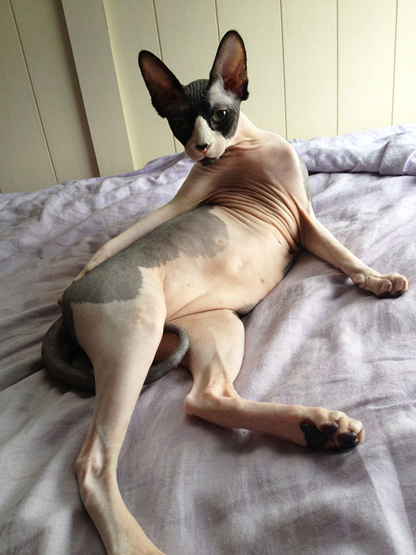 animais-fotogenicos-22