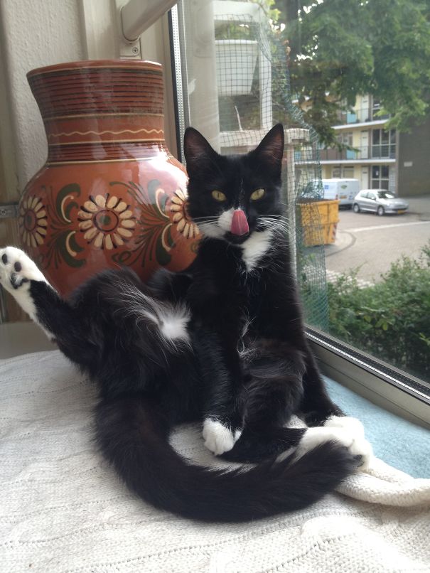 animais-fotogenicos-24