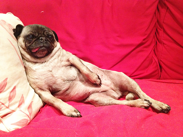 animais-fotogenicos-25