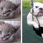 20+ Animais que sabem muito bem como posar para uma foto