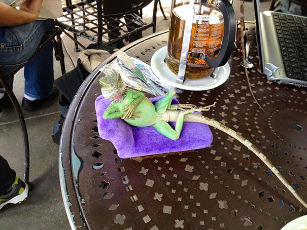 animais-fotogenicos-4