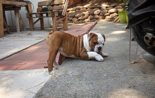 animais-fotogenicos-8