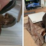 22 Animais que não têm a mínima noção de espaço pessoal