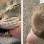 19 Pessoas e animais com características fascinantes que os deixam ainda mais únicos