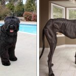 Conheça as 25 das maiores raças de cães do mundo e algumas de suas características