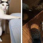 20 Vezes em que as pessoas estavam tendo um dia comum até que aconteceram alguns infortúnios