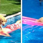 22 Animais espertinhos que decidiram agir de forma provocativa