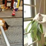 22 Gatos que resolveram dormir nos lugares mais improváveis possíveis