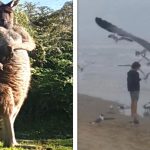 24 Vezes em que as pessoas falharam de forma hilária enquanto tentavam fotografar a vida selvagem