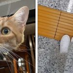 15 Fotos que provam que o nosso cérebro cai facilmente em pegadinhas