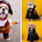 15 Produtos da Shopee para pets que os deixarão ainda mais fofos