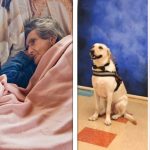 15 Provam de que os cachorros, além de serem nossos melhores amigos, são companheiros para todas as horas