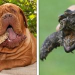 16 Animais dos quais você odiaria levar uma mordida