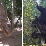 20 Árvores que farão você olhar duas vezes pra ter certeza de que são árvores mesmo