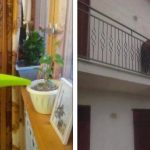 22 Animais fofos que foram flagrados em lugares onde não deveriam estar