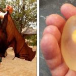 22 Vezes em que a natureza oscilou entre a surpresa e o espanto