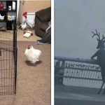 Parte 3 | 21 Imagens provando que algumas coisas podem parecer bem confusas quando fora de contexto