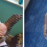 15 Vezes em que as pessoas se depararam com coisas incomuns e buscaram explicações na internet