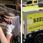 16 Fotos que não poderiam ter sido tiradas em um momento melhor