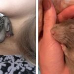 19 Animais para “desbancar” o reino dos cães e gatos como queridinhos da internet