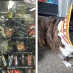 20 Animais que acabaram se metendo em confusões por serem tão brincalhões