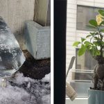 21 Vezes em que a natureza nos surpreendeu com suas pequenas maravilhas