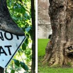 22 Vezes em que as pessoas se depararam com árvores “devorando” objetos aleatórios