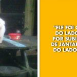 16 Animais que não estão dando a mínima para as regras humanas