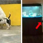 22 Animais que aprontaram e acabaram virando memes na internet