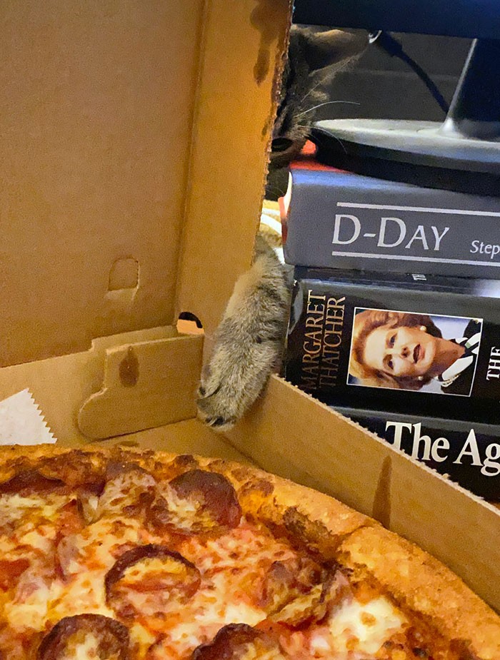 23 Animais travessos que foram flagrados enquanto furtavam comida