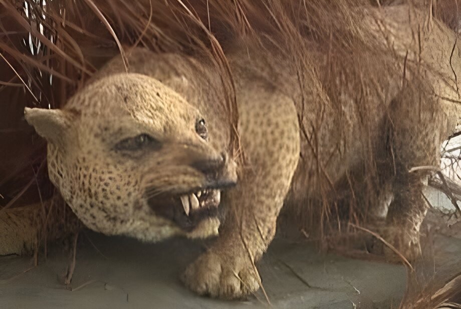 11 Animais únicos e incríveis que foram extintos nos últimos 150 anos